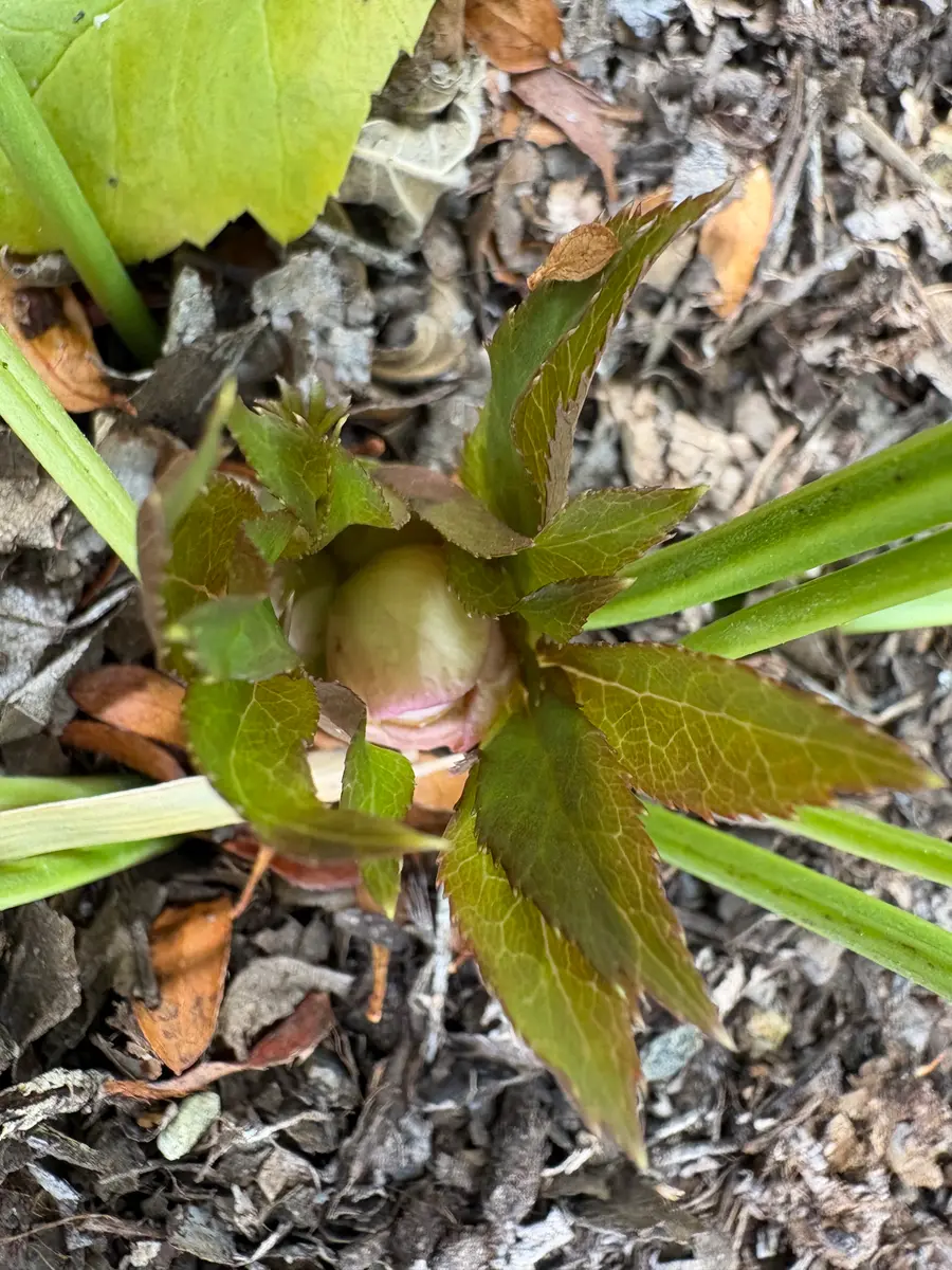 クリスマスローズ🌼新しい蕾発見👀🥰「2026記録 1月〜」のアルバム