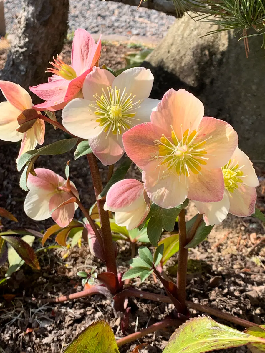 クリスマスローズ🌹暖かい日差しを浴「2026記録 1月〜」のアルバム