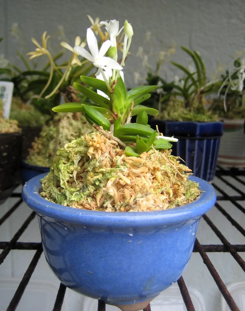 富貴蘭淀の松「庭の花だより2026」のアルバム-みんなの趣味の園芸2715242