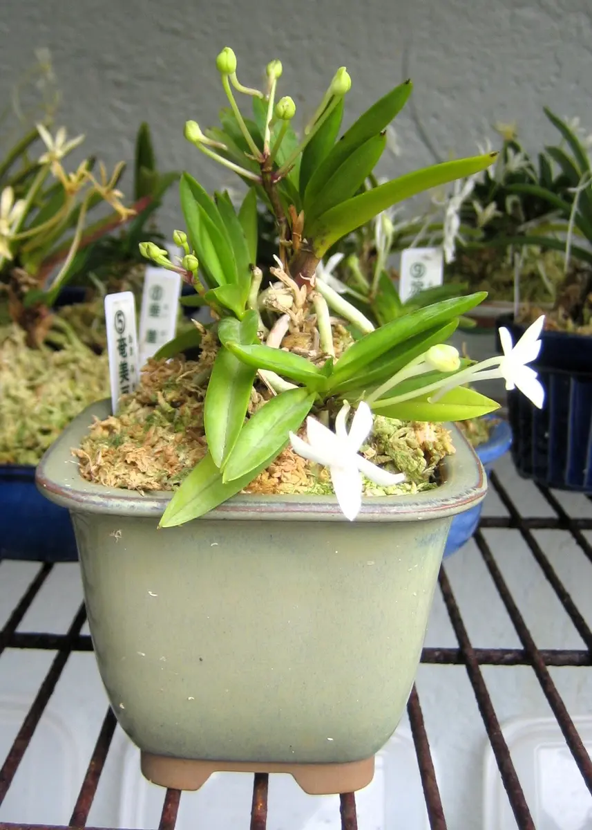 富貴蘭奄美豆葉「庭の花だより2026」のアルバム-みんなの趣味の園芸2715243