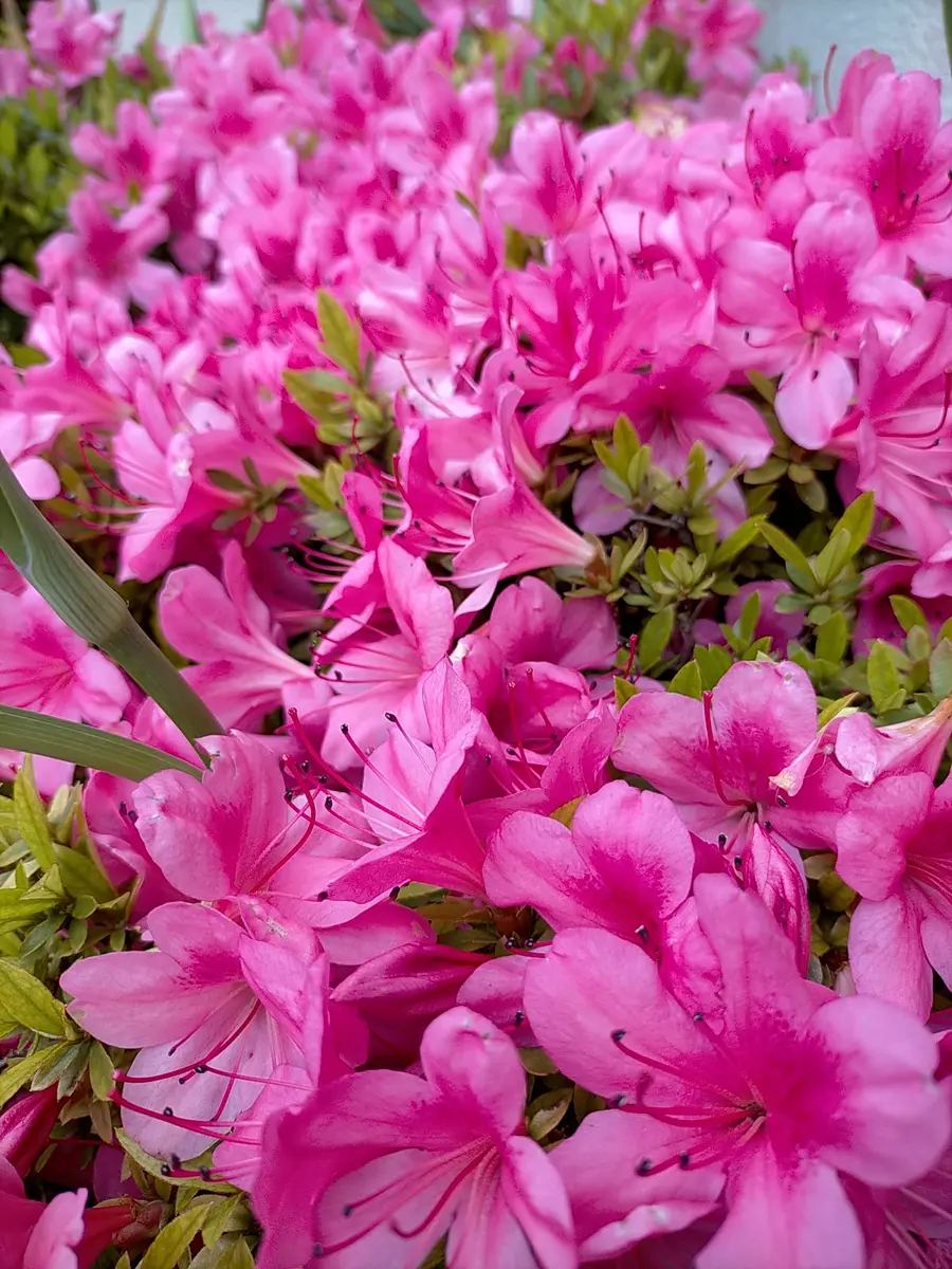 サツキさま 専用ページ サツキの写真-みんなの趣味の園芸2672715