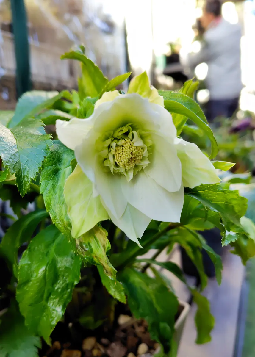 クリスマスローズシャルウィダンスホワ「クリスマスローズ2026」の