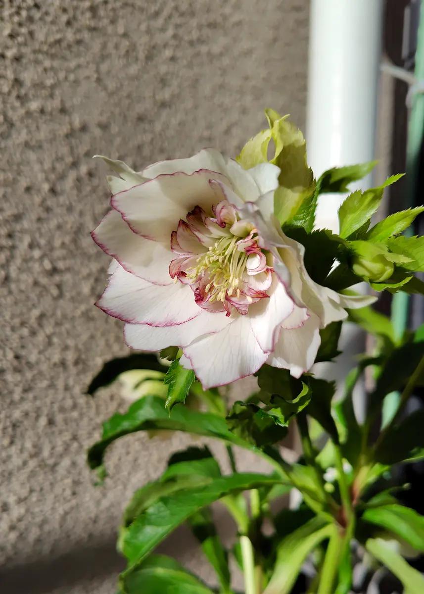 クリスマスローズシャルウィダンス縁「クリスマスローズ2026」の