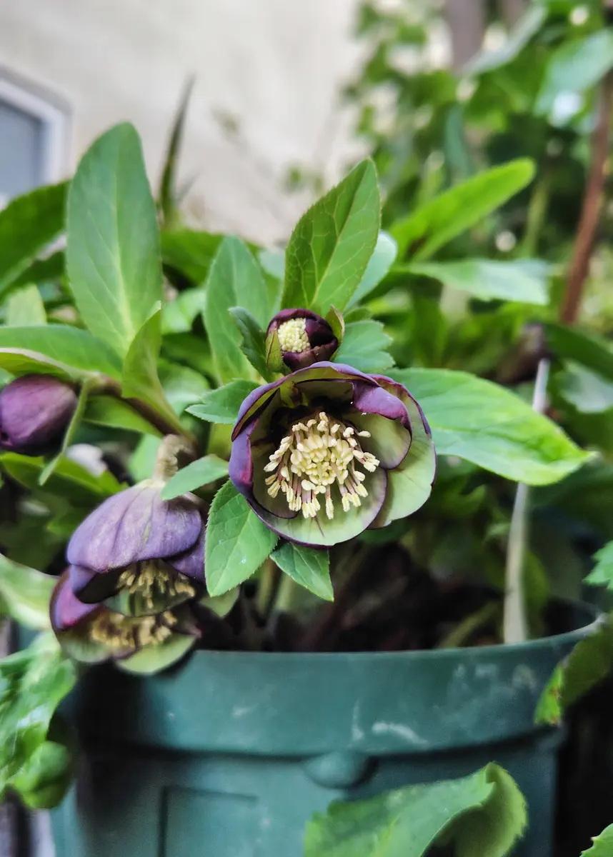 クリスマスローズプチドール小輪だけ「クリスマスローズ2026」の