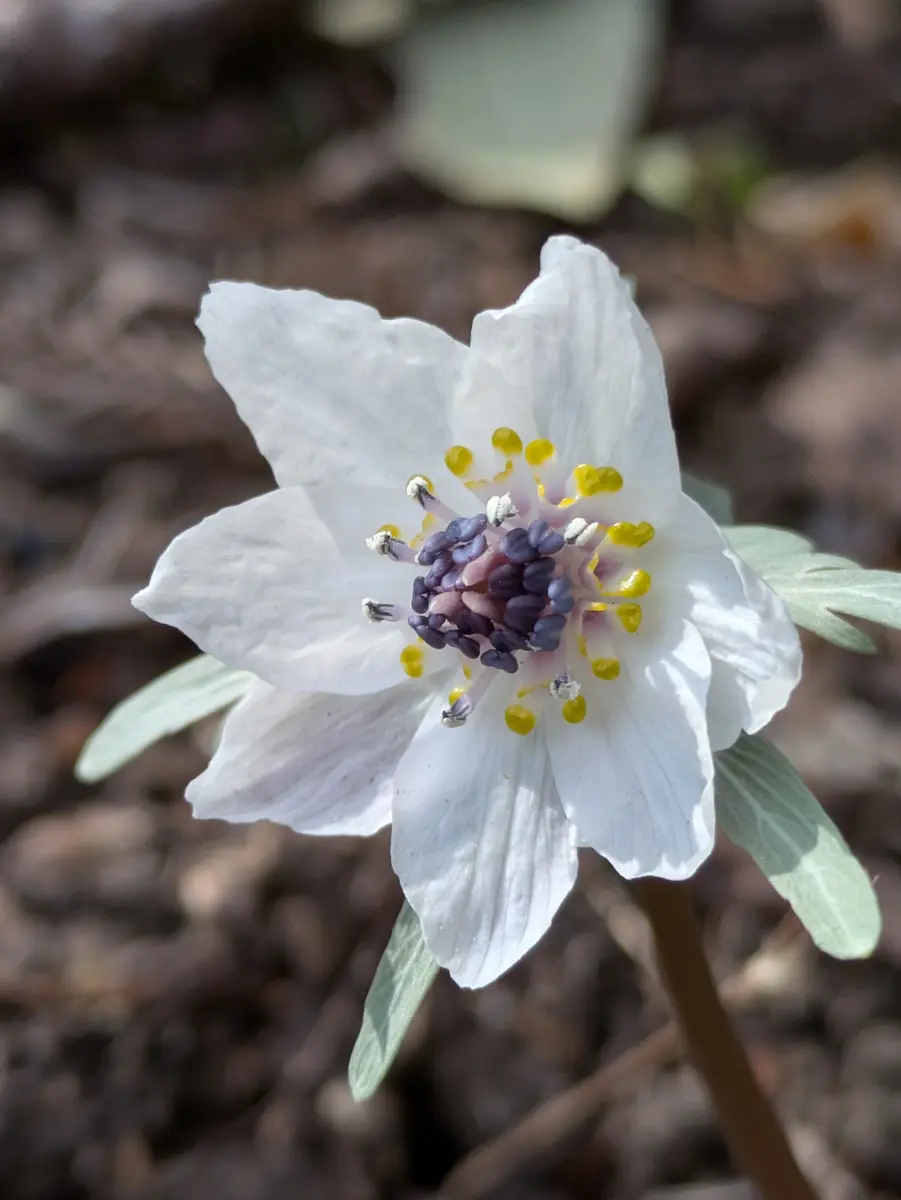 この近辺でいち早くセツブンソウが開花「2026年出逢った景色やお花