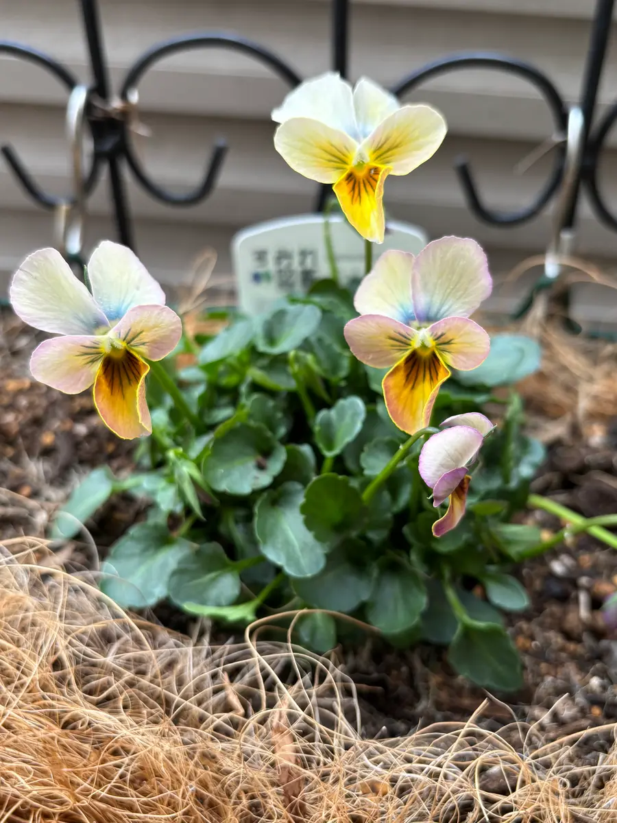 パンジー、ビオラの写真-みんなの趣味の園芸2603140