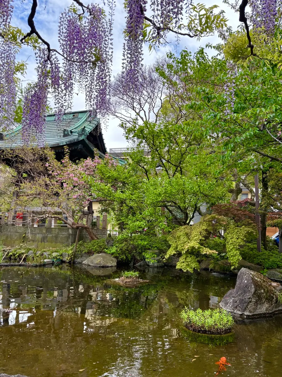 西新井大師のフジ「2026冬春の花」のアルバム-みんなの趣味の園芸2641127