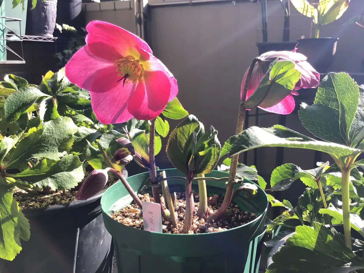 クリスマスローズ ニゲルバーブーム「2026年」のアルバム-みんなの