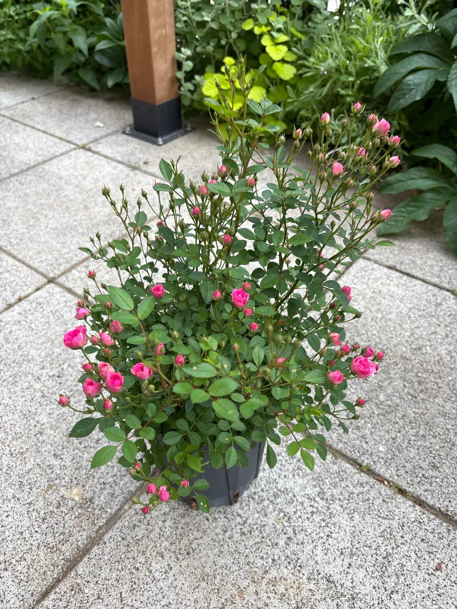 ミニバラ ワンダーファイブ小さなお花「バラ」のアルバム-みんなの