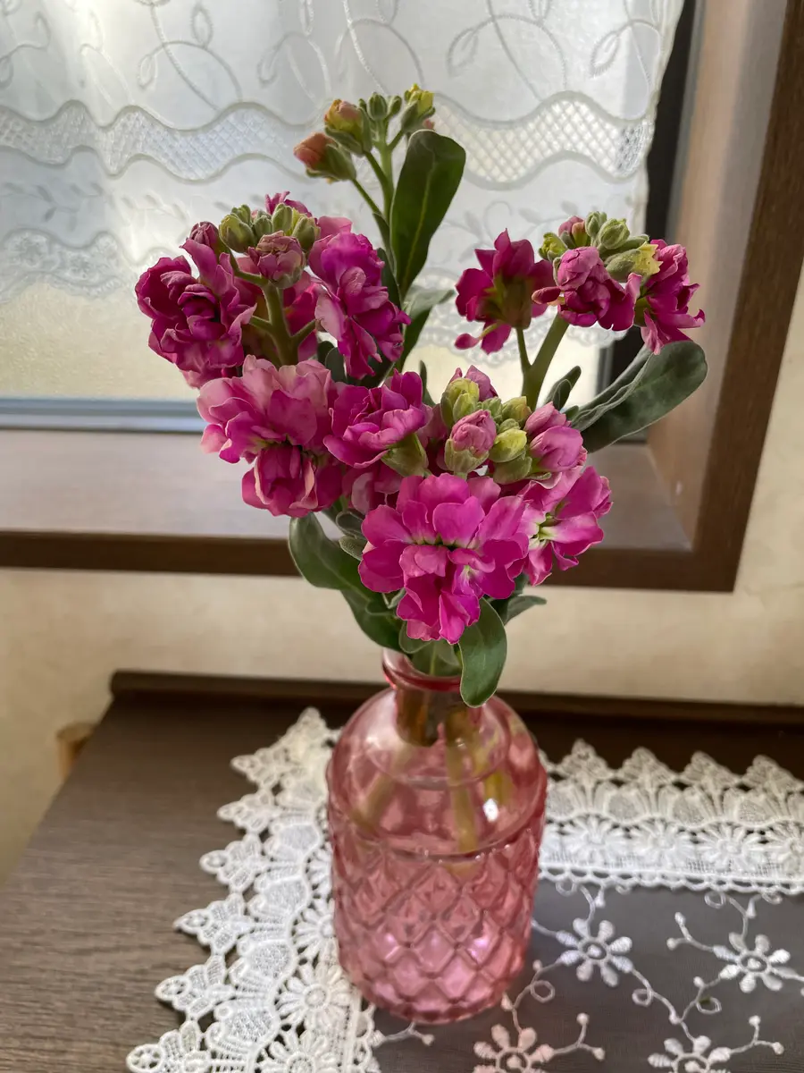ストックの写真-みんなの趣味の園芸2596482
