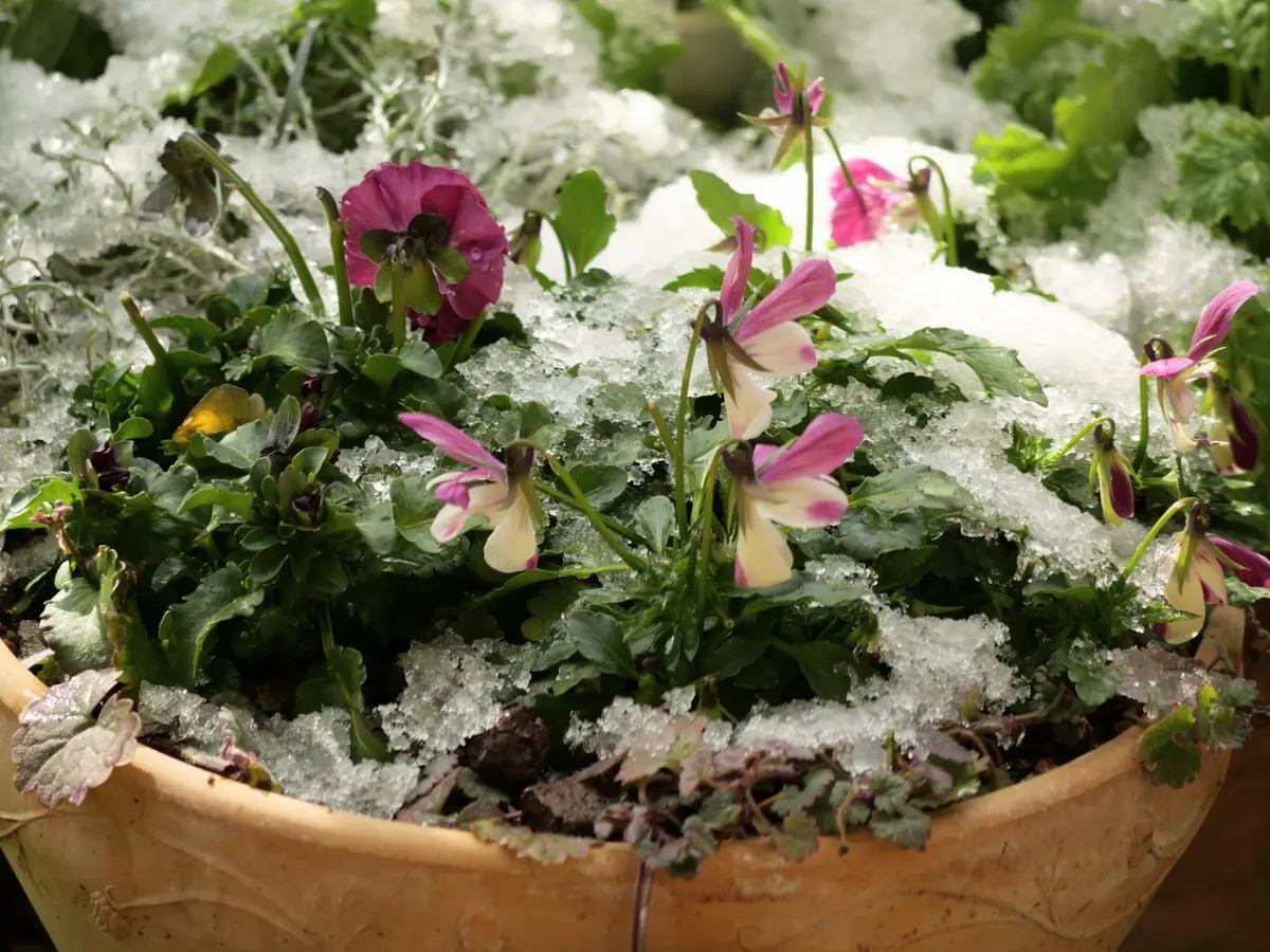 ビオラの寄せ植え「2月の花」のアルバム-みんなの趣味の園芸2600258