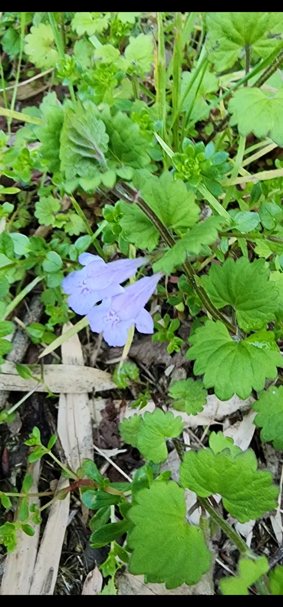 カキドオシ「山野草」のアルバム-みんなの趣味の園芸2659294