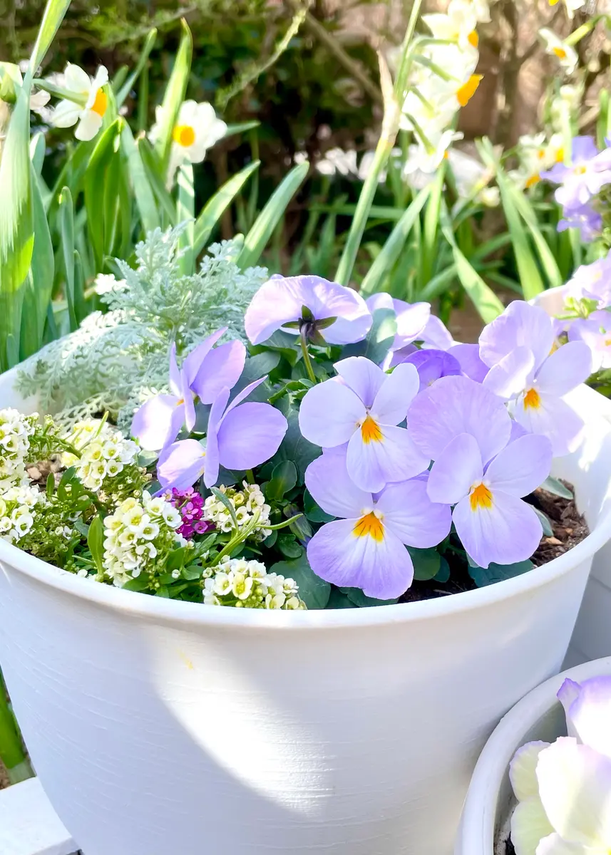 ビオラ🌱ふらのももか「庭のお花🌸2026」のアルバム-みんなの趣味の