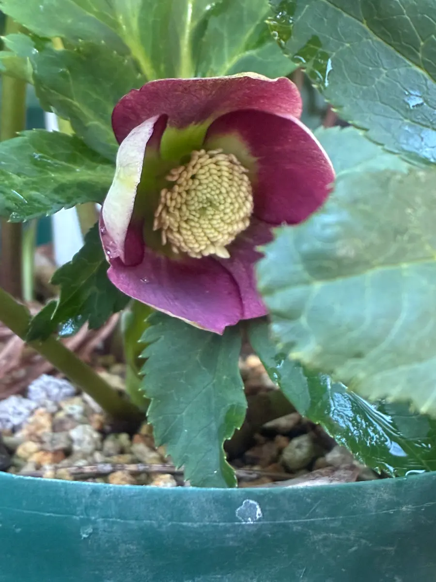 今年の初開花は1月9日紅色のシングル「2026クリスマスローズ」の