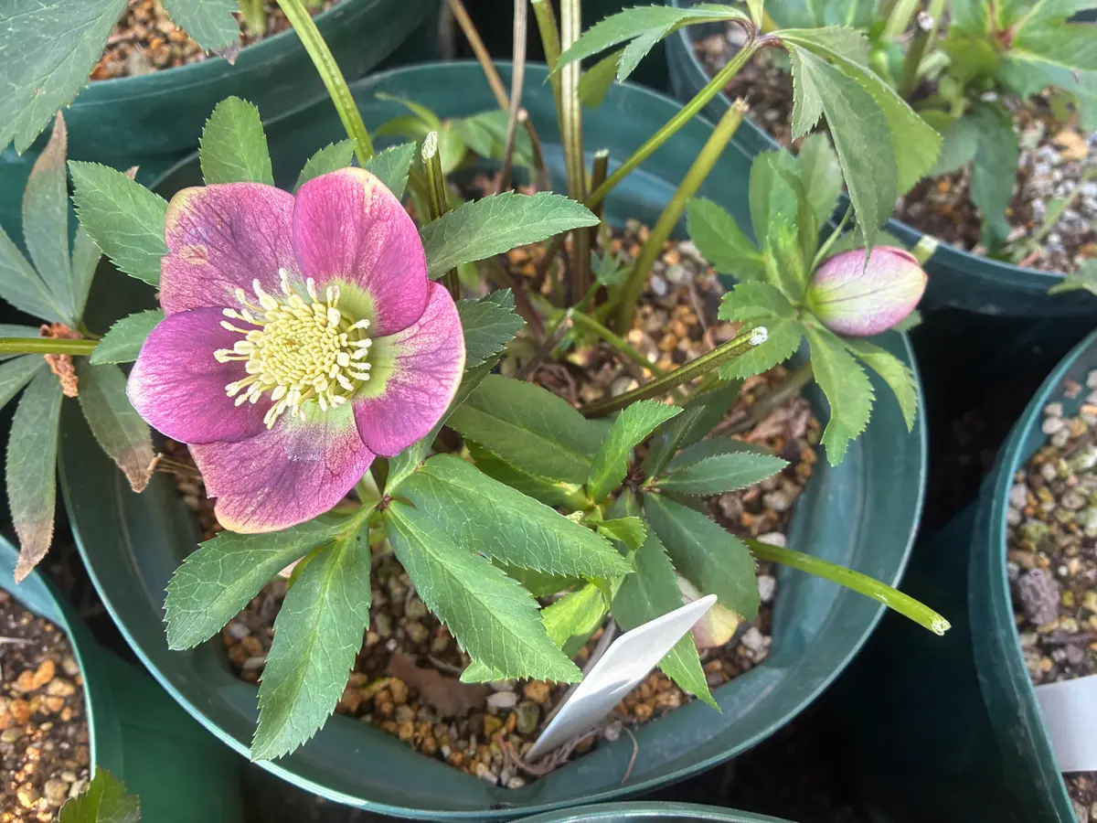 1月31日「2026クリスマスローズ」のアルバム-みんなの趣味の園芸2598022