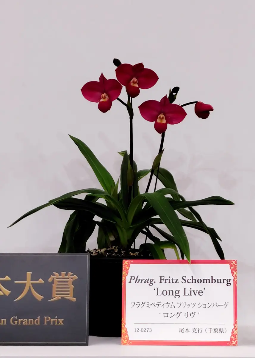 世界らん展にて日本大賞の花「Phrag.「世界らん展2026にて」の