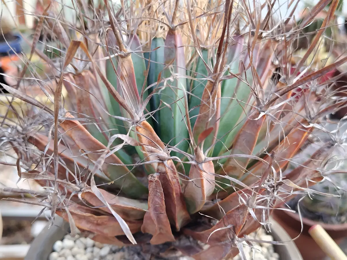 晃山「サボテン令和8年～」のアルバム-みんなの趣味の園芸2600721