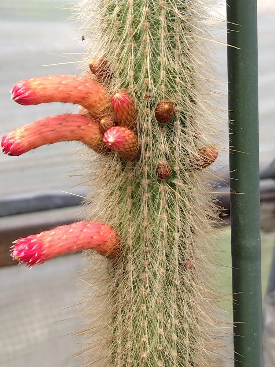 吹雪柱 筒型の花「サボテンの花」のアルバム-みんなの趣味の園芸2640576