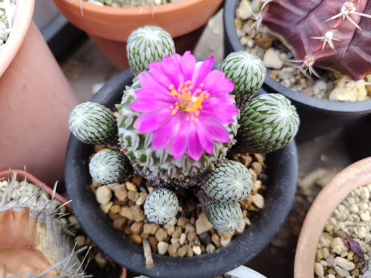 精巧丸「サボテンの花」のアルバム-みんなの趣味の園芸2640577