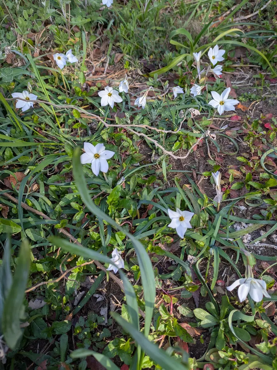 公園で花ニラの白い花が咲いています🙂「散歩の道すがら No7」の