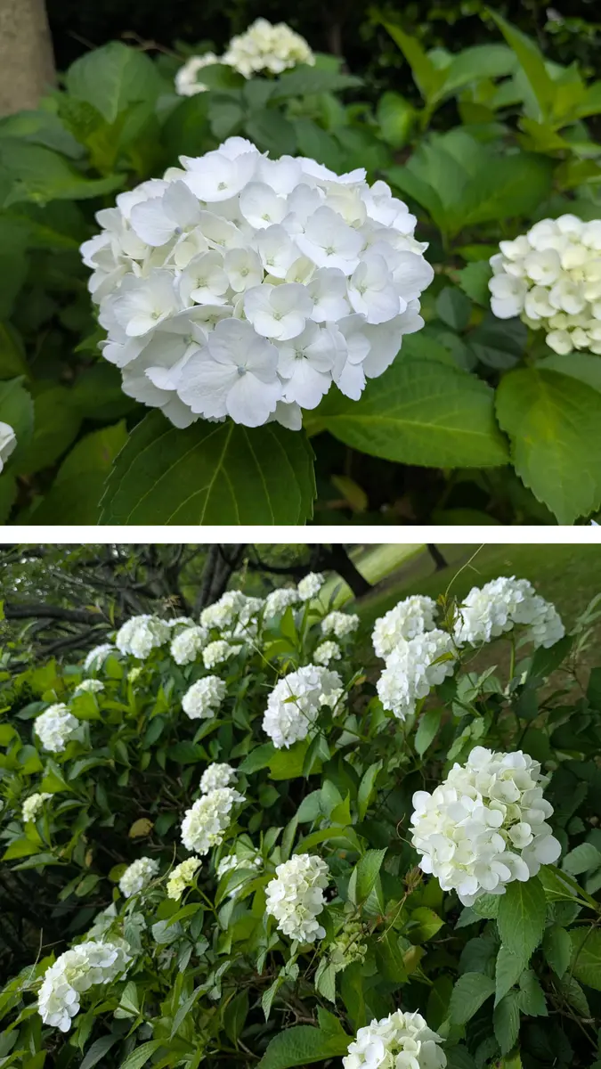 公園のさくら広場で白い紫陽花の花💘「散歩の道すがら No7」のアルバム
