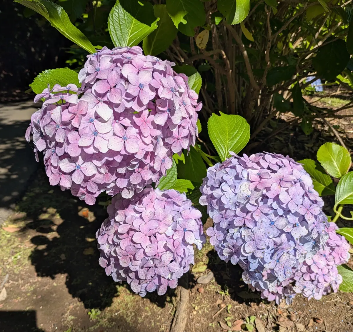 公園で紫陽花の花😘「散歩の道すがら No7」のアルバム-みんなの趣味の