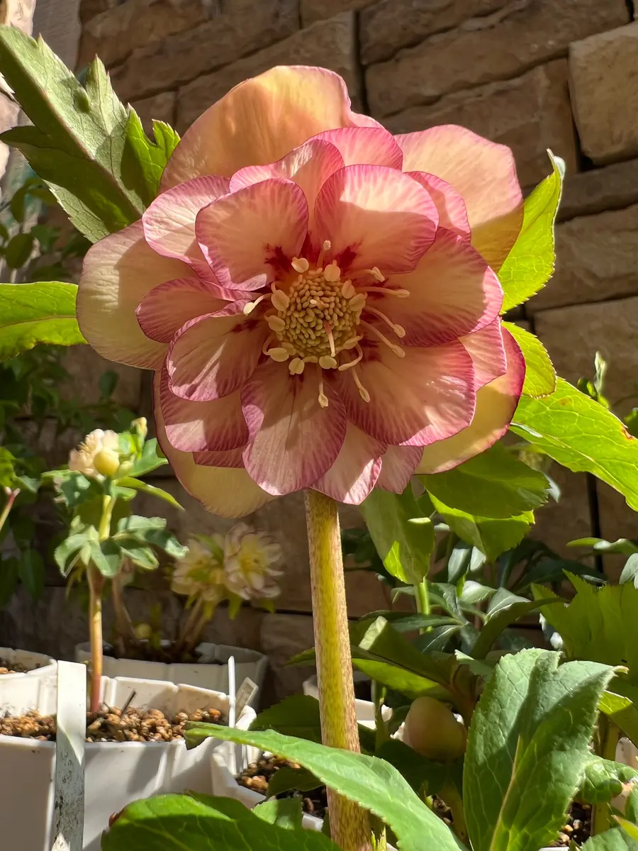 イエローピンクグラデ「クリスマスローズ2026」のアルバム-みんなの