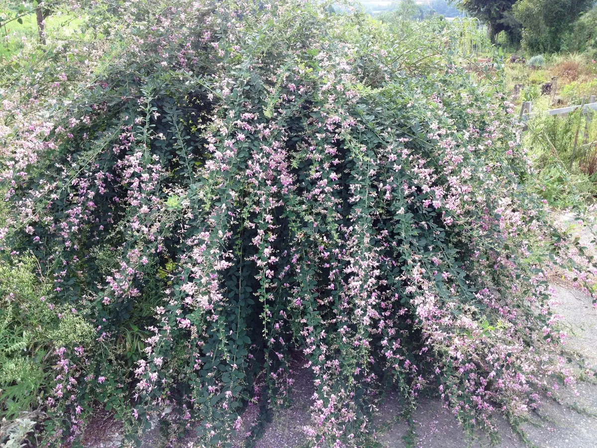 萩の花がしだれ咲いた。「9月の庭は、夏を乗り越え秋を待つ思いが」の 