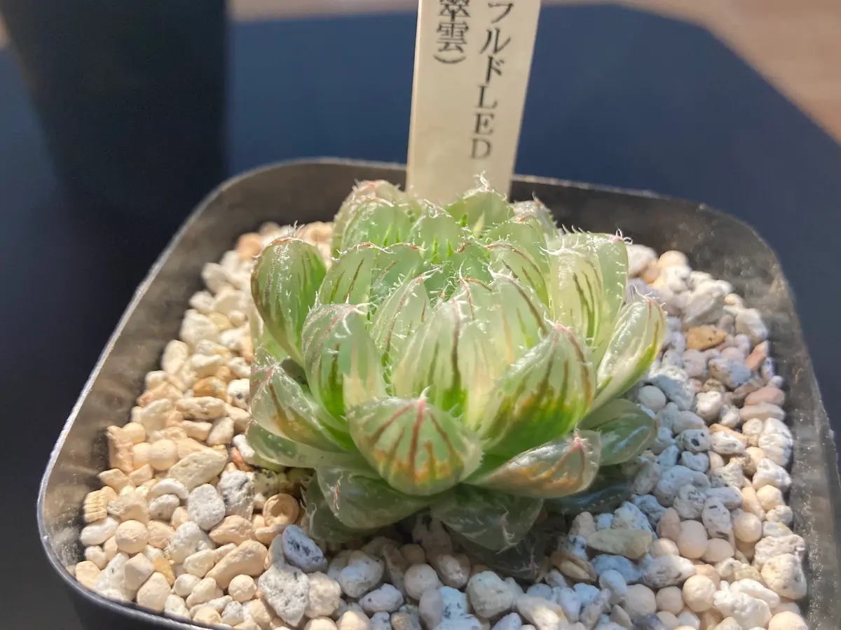 変異型エメラルドled姫桜錦(翠雲)「ハオルチア」のアルバム-みんなの