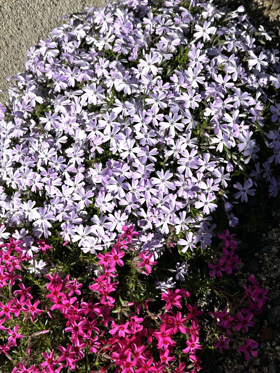 2026.4.8ラベンダー色の芝桜が満開です...「わが家のお花たち 2026」の 