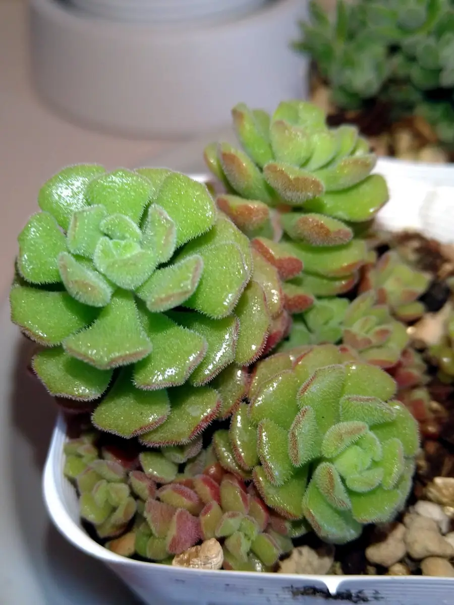 セダムの札しかありませんが、おそらく「多肉植物」のアルバム