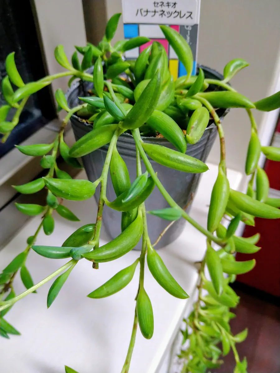 バナナネックレス（別名三日月ネックレス）「多肉植物」のアルバム