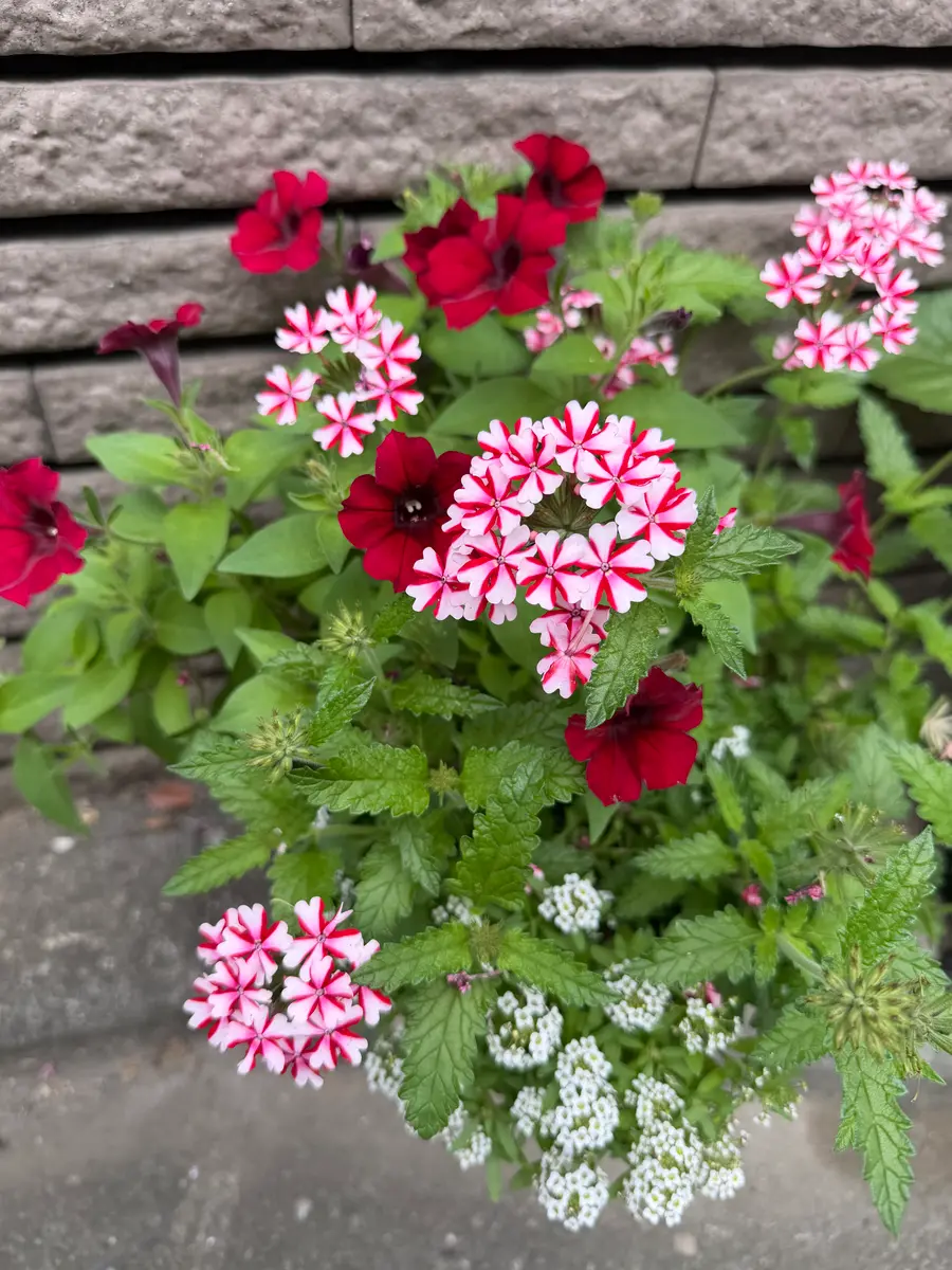 赤と白の花模様 深鉢 白と赤だけの寄せ植えを作りました。バ「花だより2026年」の