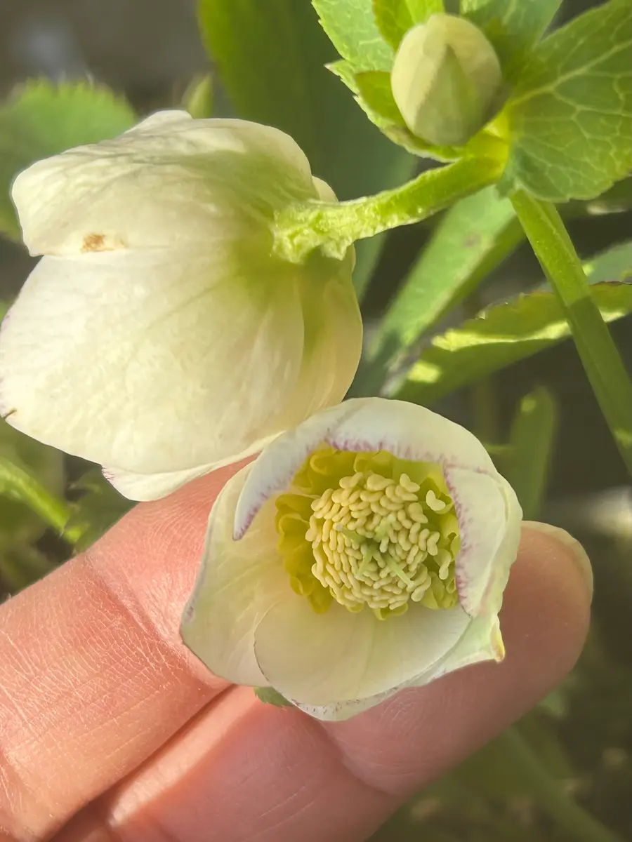 大木ナーサリーさんのデュメ系ホワイト「クリスマスローズ2026」の