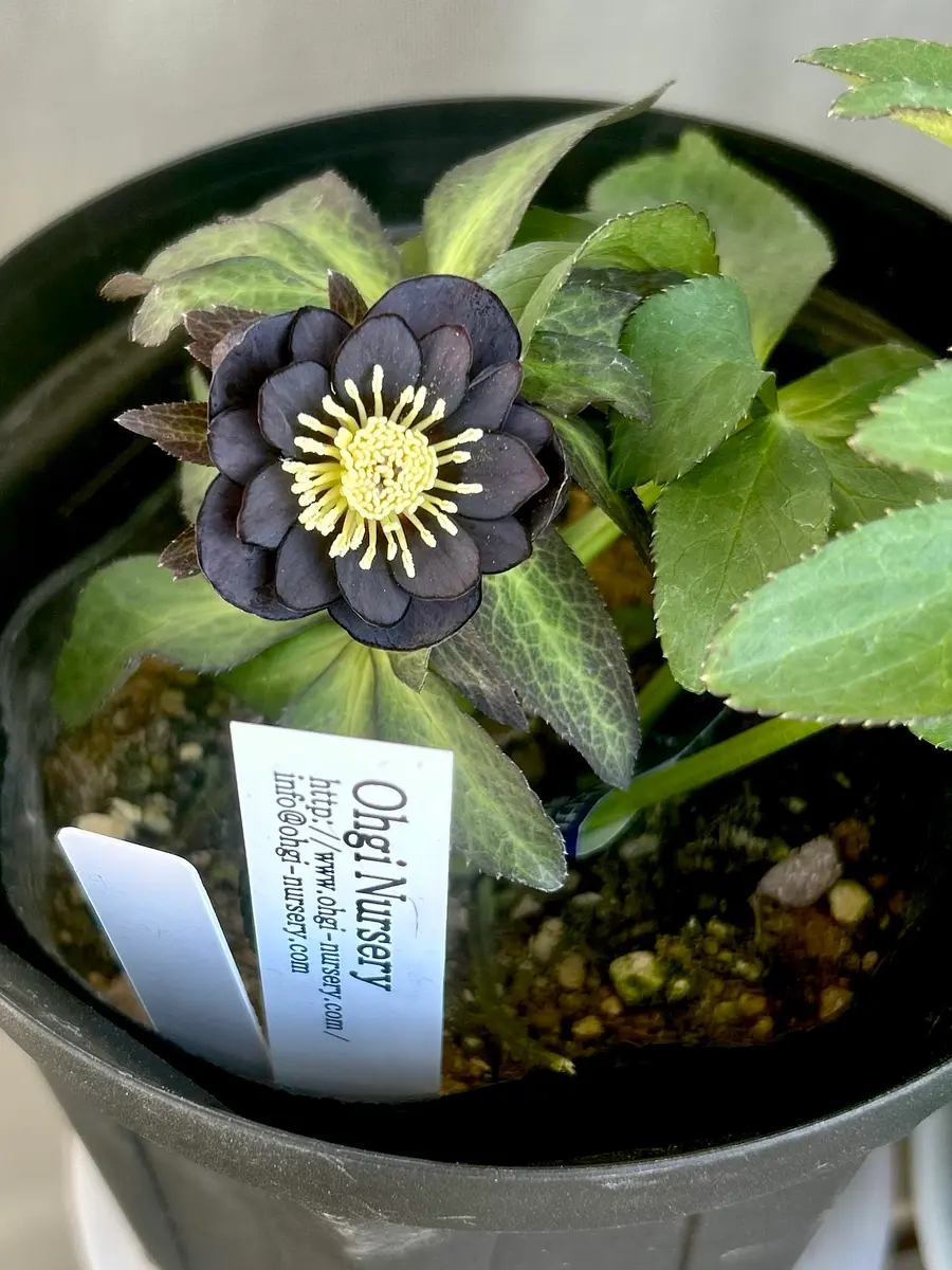 大木さんのデュメ系ダークです。黒くて「クリスマスローズ2026」の