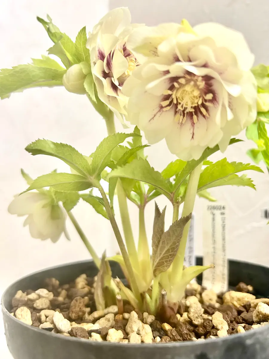 加藤農園さんのホワイトゴールドのフラ「クリスマスローズ2026」の