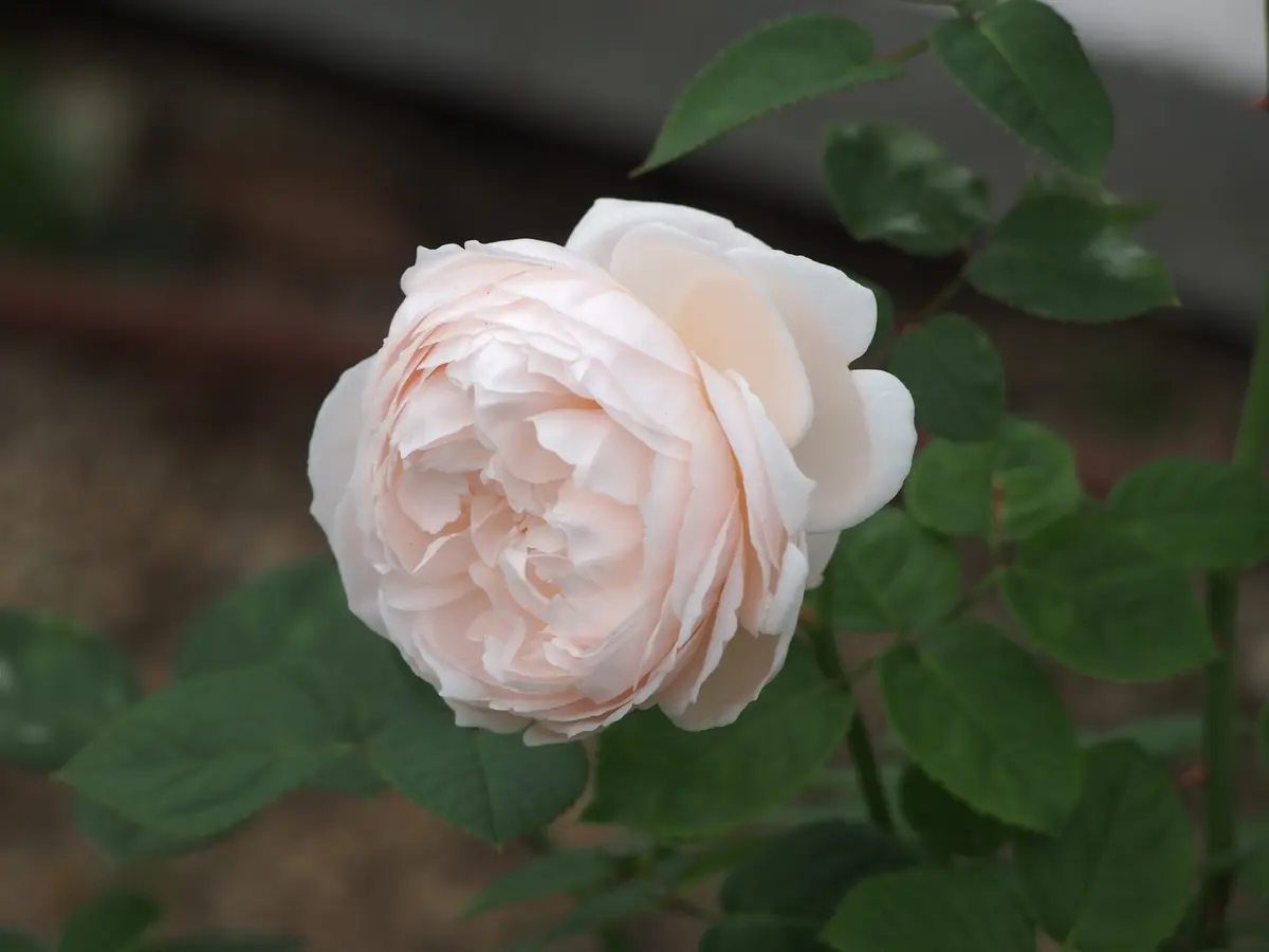 バラ セント・セシリア「大阪 秋の花めぐり 2014/11/08」のアルバム