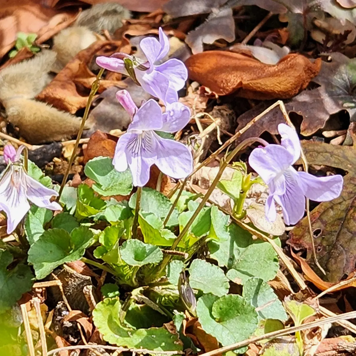 タチツボスミレ「山野草」のアルバム-みんなの趣味の園芸2636826