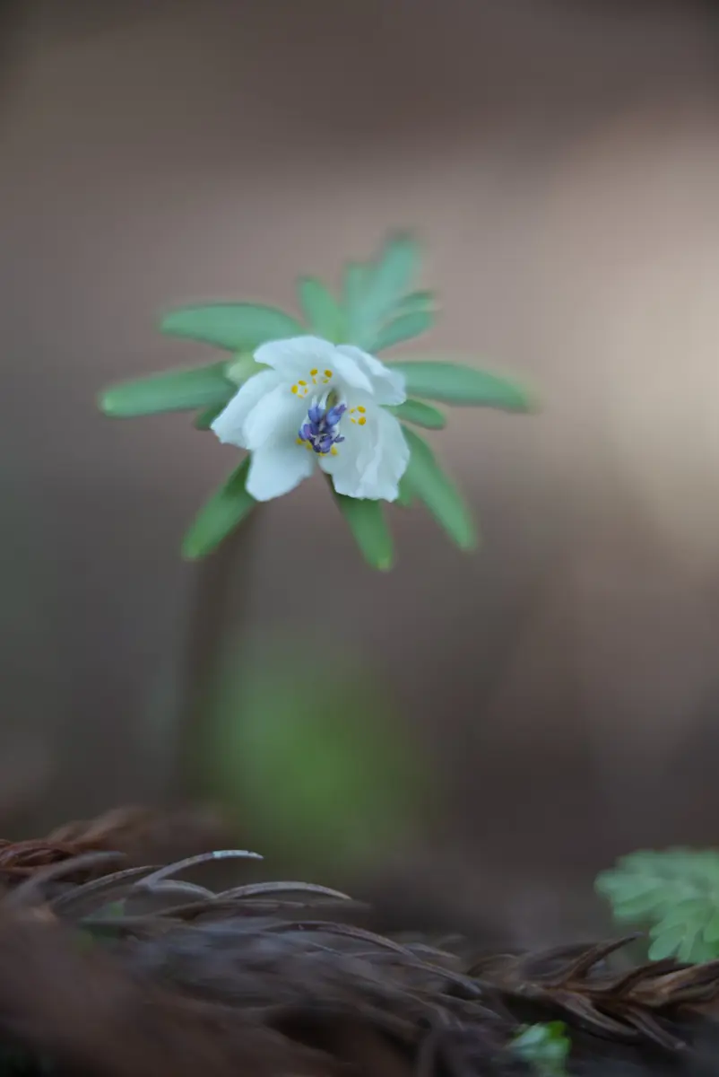 セツブンソウ 八重咲きでしょうか「山の麓の節分草の自生地へ」の