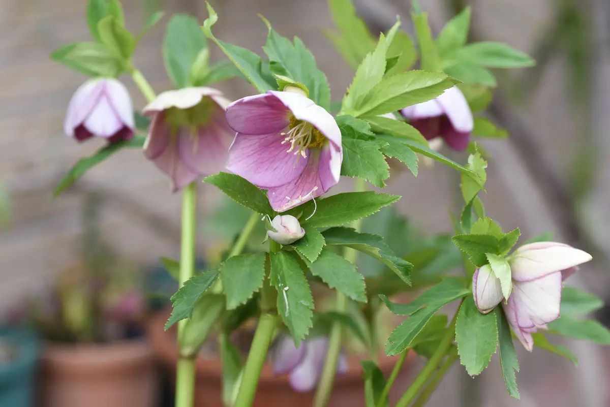 2月27日シングル・リバーシブル・ホ「クリスマスローズ 2026」の