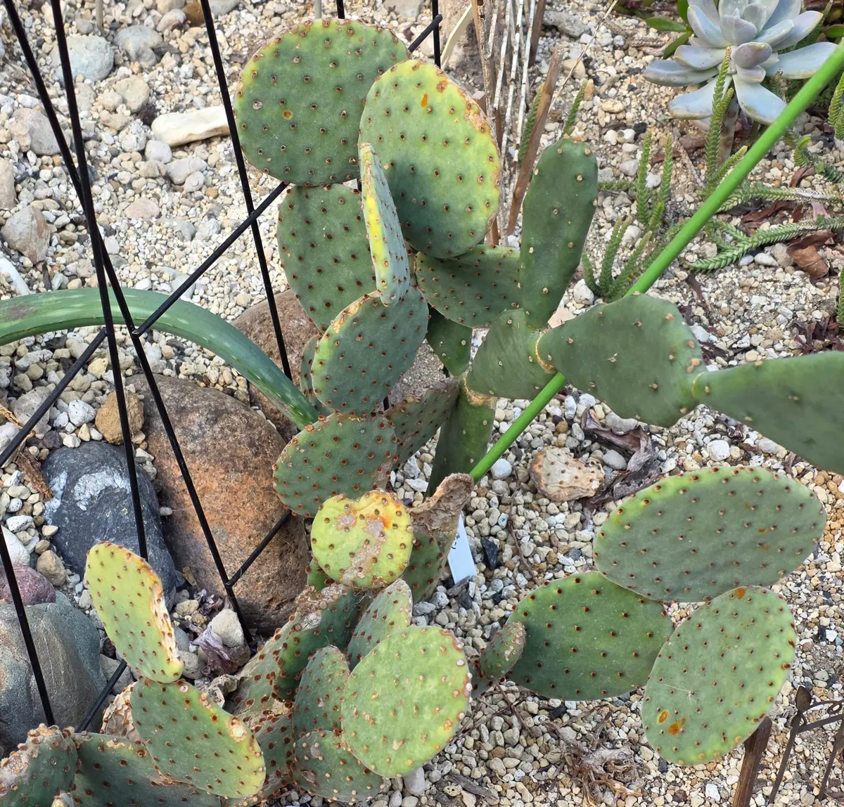 ウチワサボテン・オプチアは、地植えで「サボテン2026」のアルバム