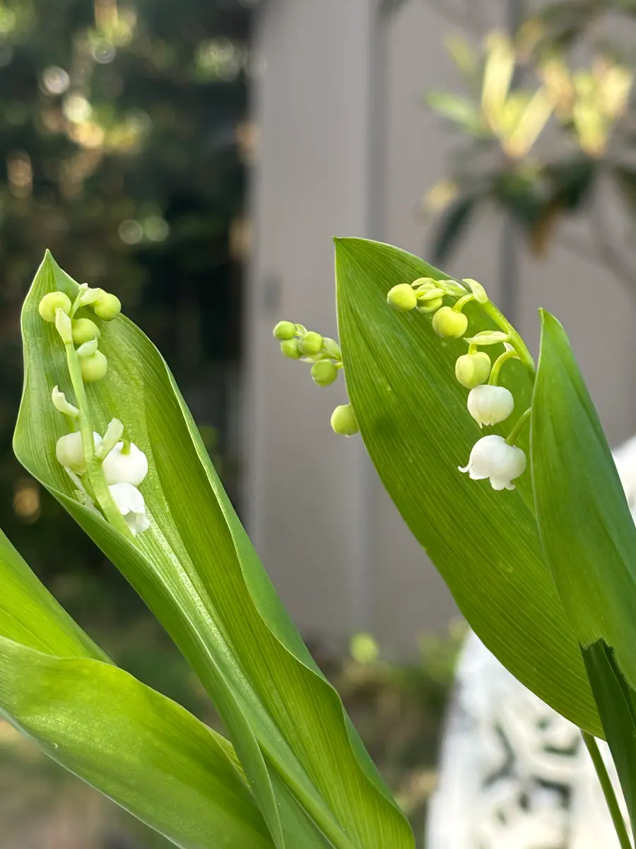 スズランいただきました「Springhascome 2026」のアルバム-みんなの