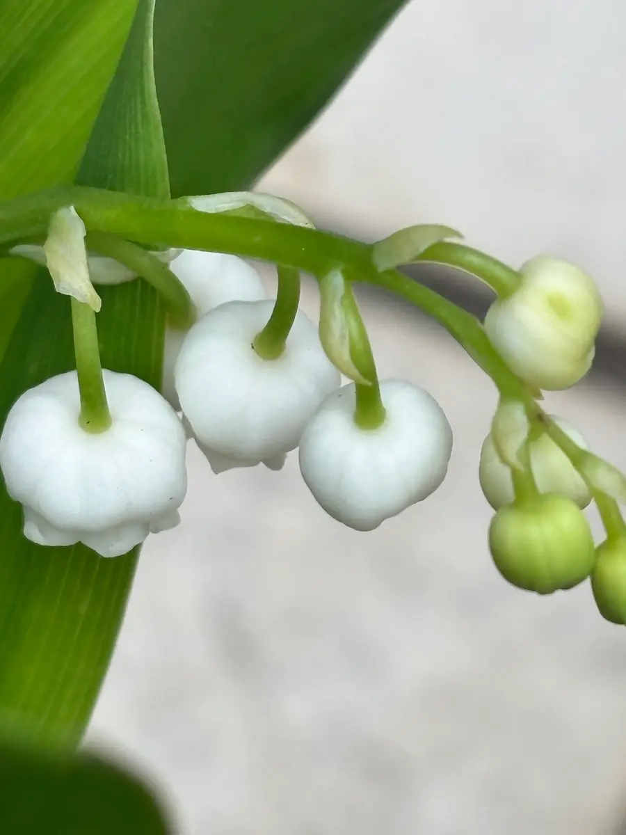 スズラン「Springhascome 2026」のアルバム-みんなの趣味の園芸2647487