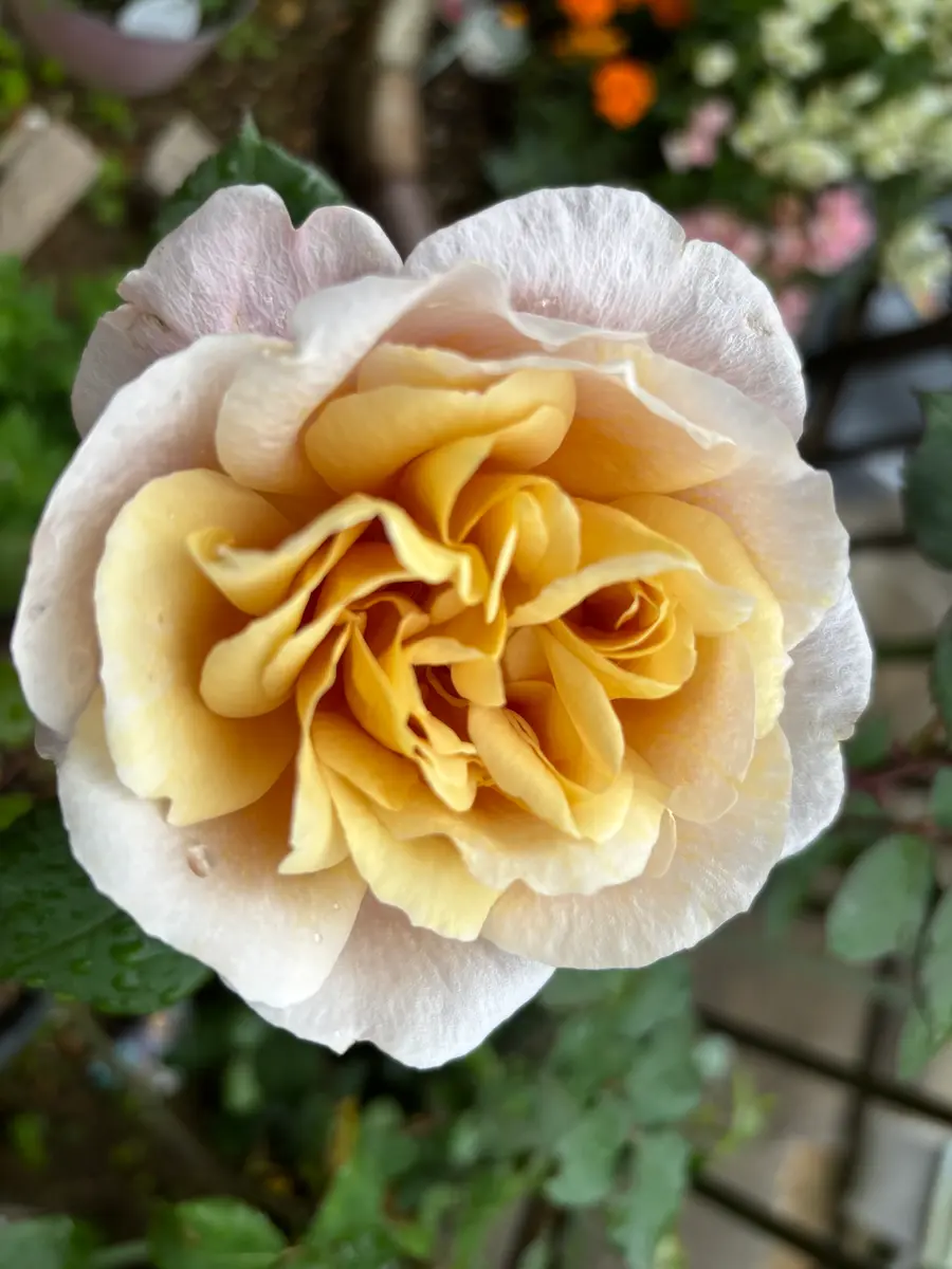 あっという間に咲いたディスタントドラ「薔薇2026年🌹」のアルバム