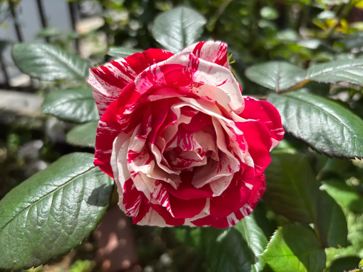 センチメンタル咲きました🌹「薔薇2026年🌹」のアルバム-みんなの趣味
