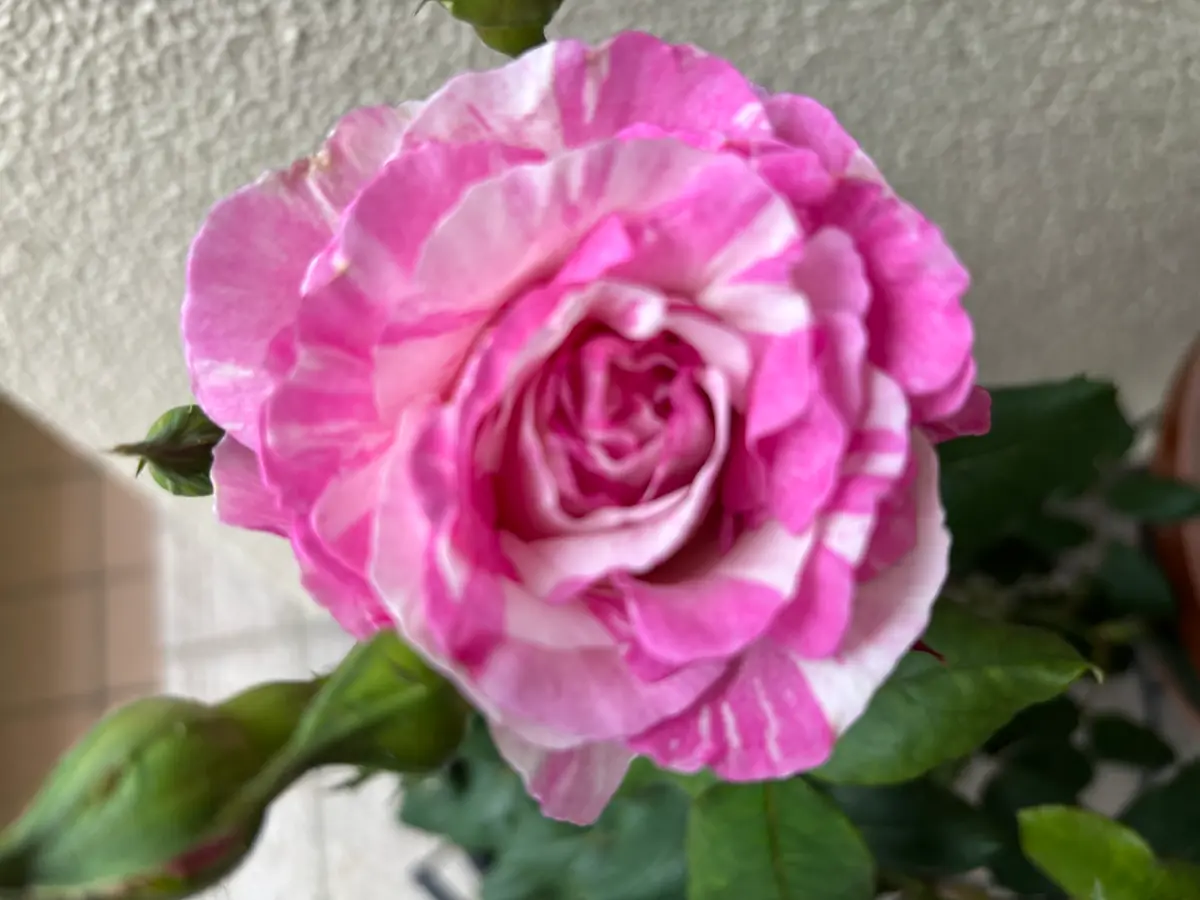 💓カメオ咲きました💓「薔薇2026年🌹」のアルバム-みんなの趣味の園芸