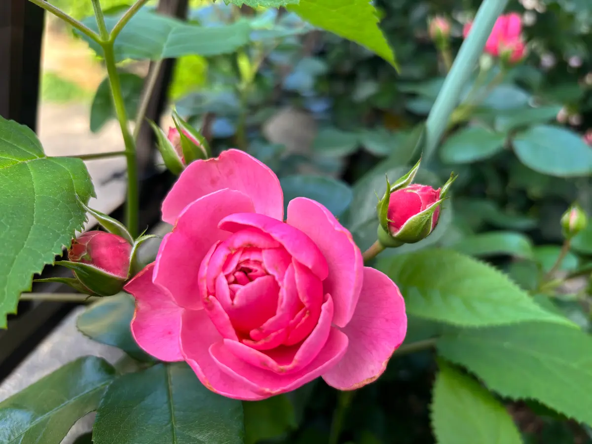 レオナルドダビンチ「薔薇2026年🌹」のアルバム-みんなの趣味の園芸2659669