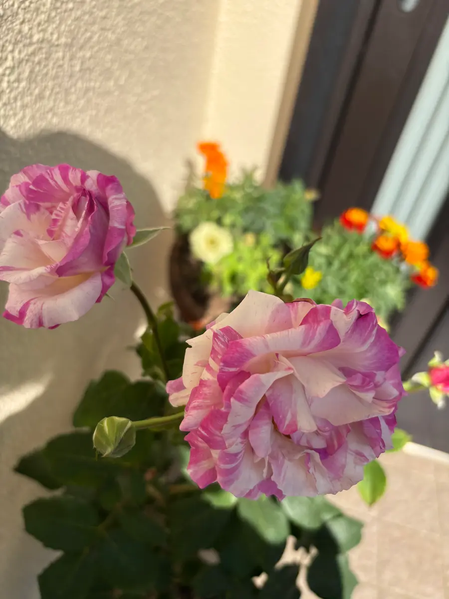 カメオ2番花💓「薔薇2026年🌹」のアルバム-みんなの趣味の園芸2672231