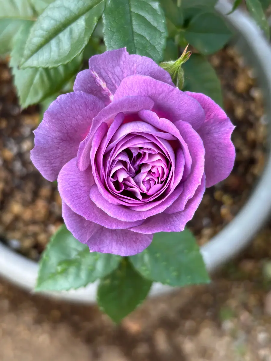 リナルド綺麗に咲いたね😍「薔薇2026年🌹」のアルバム-みんなの趣味の