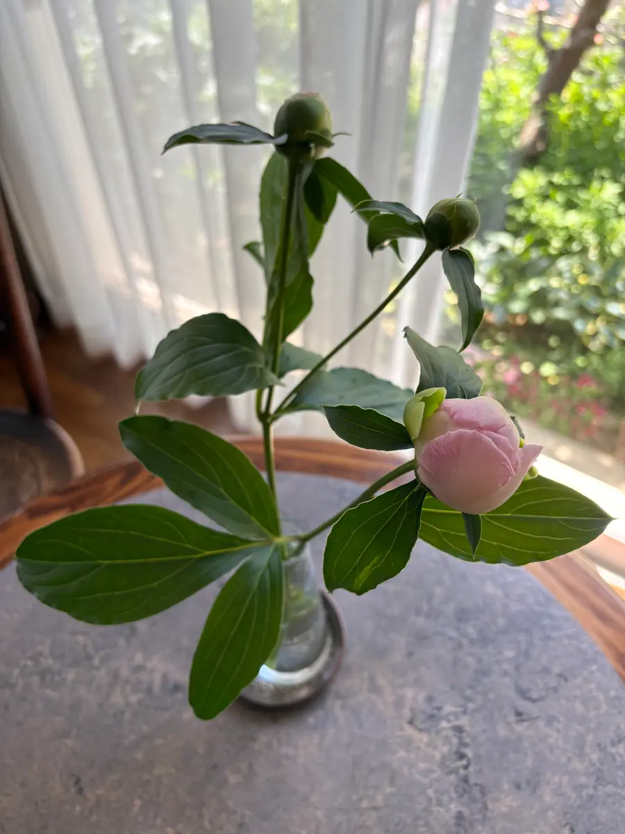 芍薬 ラズベリーサンダー「お庭」のアルバム-みんなの趣味の園芸2658898